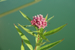 Asclepias incarnata
